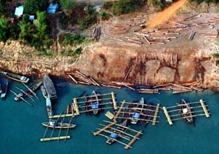 Foto Baumstämme im Mekong