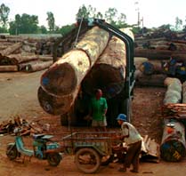 Foto Bäume aus Kambodscha treffen in Vietnam ein